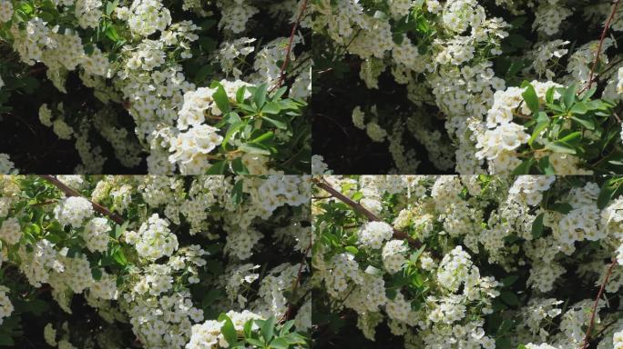 白绣线菊花上的蜜蜂收集花粉。窄叶草甸甜盛开的灌木花高清，蜂蜜生产。