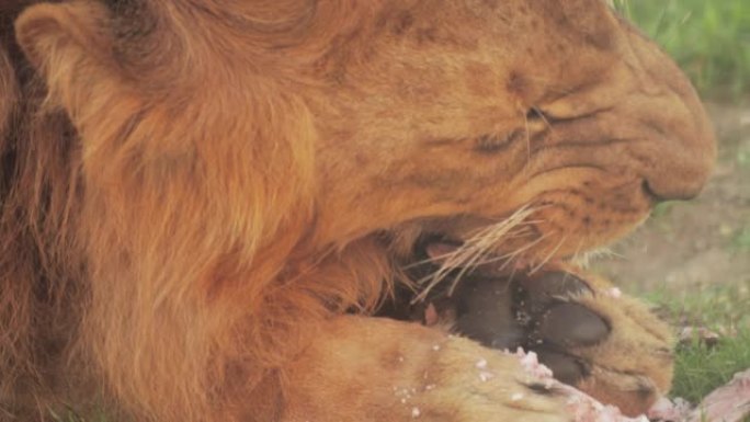一只红狮子吃肉饼草。脸部特写