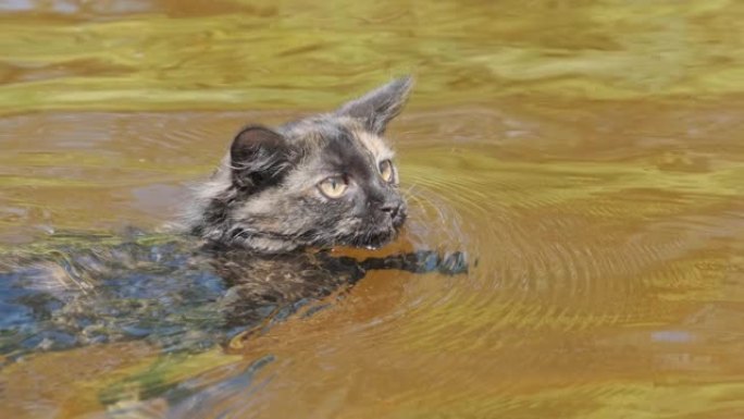 猫在水里游泳。黑小猫在河里游泳。猫的情绪。慢动作