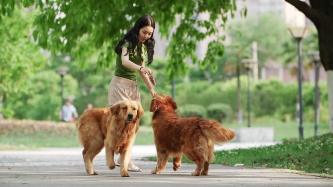 美女在夏天公园和两只宠物狗金毛犬玩耍遛狗