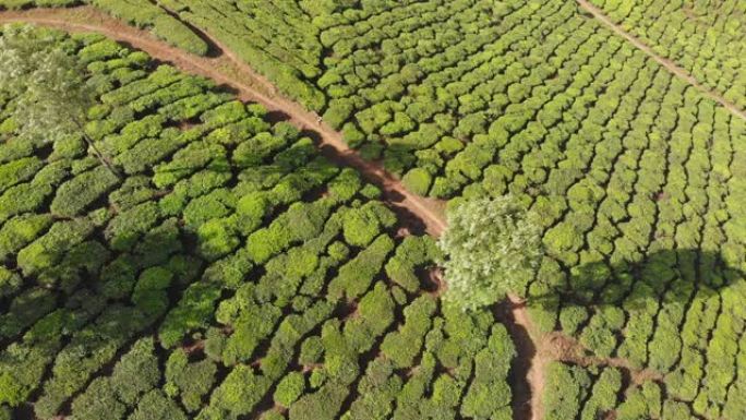 印度的鸟瞰茶种植园。喀拉拉邦。在马图佩蒂湖附近