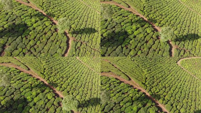 印度的鸟瞰茶种植园。喀拉拉邦。在马图佩蒂湖附近