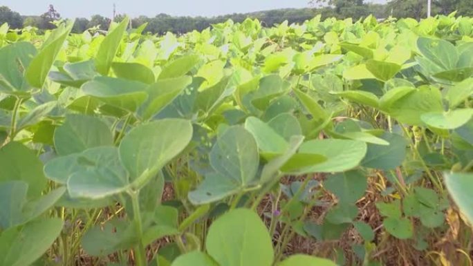 近距离镜头大豆(Glycine max)植物在一个农业领域在马里兰州。