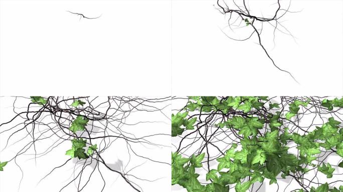 动画-常春藤在白色背景上生长