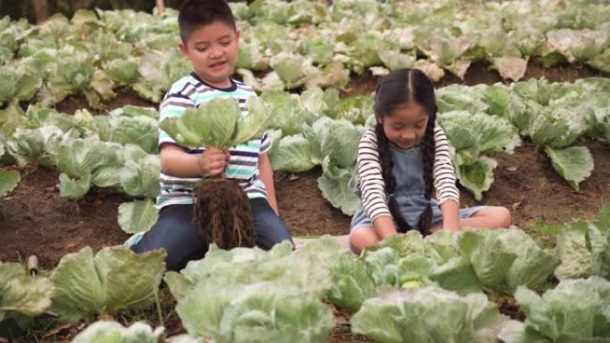 亚洲家庭的高视角，两个兄弟姐妹的孩子从一个有机花园收获蔬菜。一个穿着休闲服的哥哥和小妹妹在一个夏天的