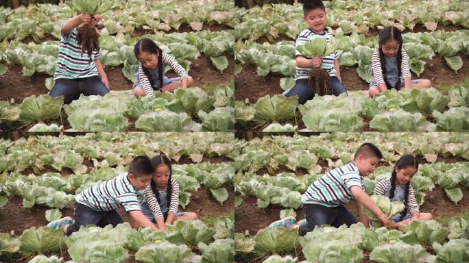 亚洲家庭的高视角，两个兄弟姐妹的孩子从一个有机花园收获蔬菜。一个穿着休闲服的哥哥和小妹妹在一个夏天的