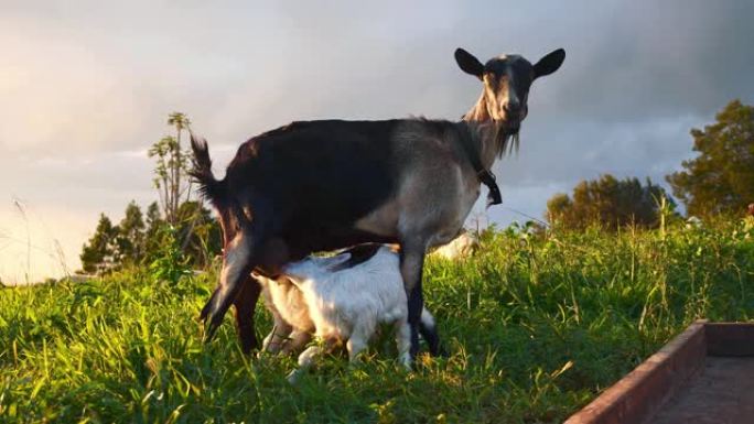可爱的小山羊在农场牧场的绿色牧场上喝山羊母羊的牛奶。