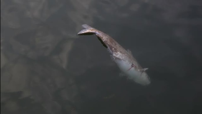 一条死鱼漂浮在污染的河上