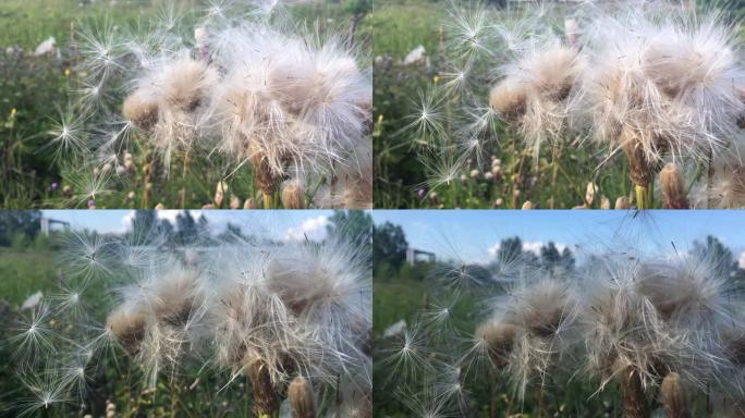 来自蓟植物的种子在风中吹来的背景自然