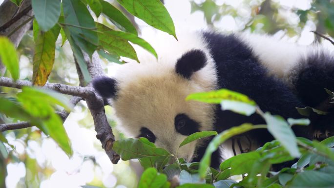 待在树上的熊猫宝宝