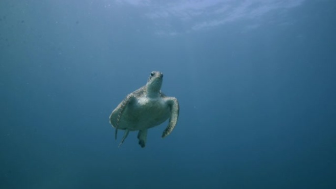 绿海龟绿海龟野生动物海底