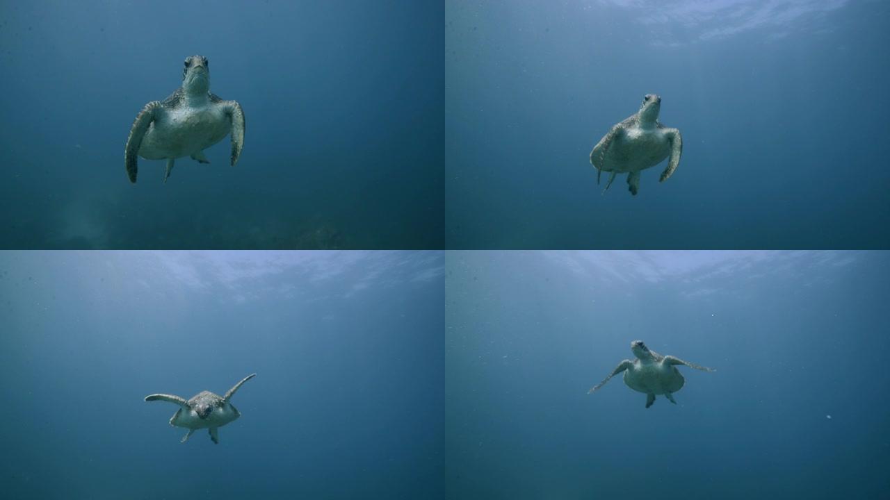 绿海龟绿海龟野生动物海底
