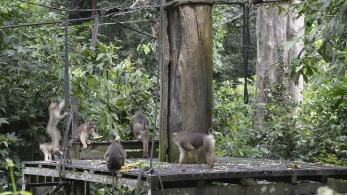 长尾猕猴，婆罗洲，马来西亚