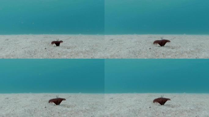 沙质海珠上的海葵