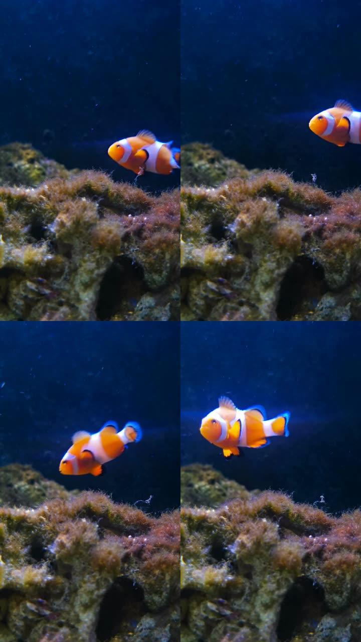 可爱的小丑鱼游泳请旋转90度获得垂直构图