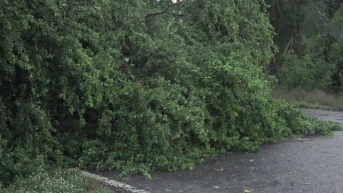 路上的断树，暴风雨过后高速公路上的倒下树