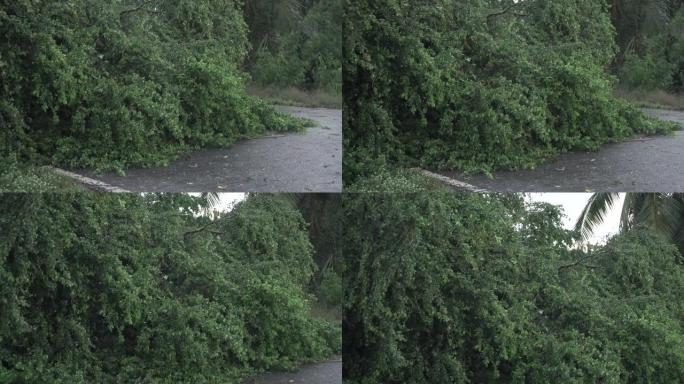 路上的断树，暴风雨过后高速公路上的倒下树