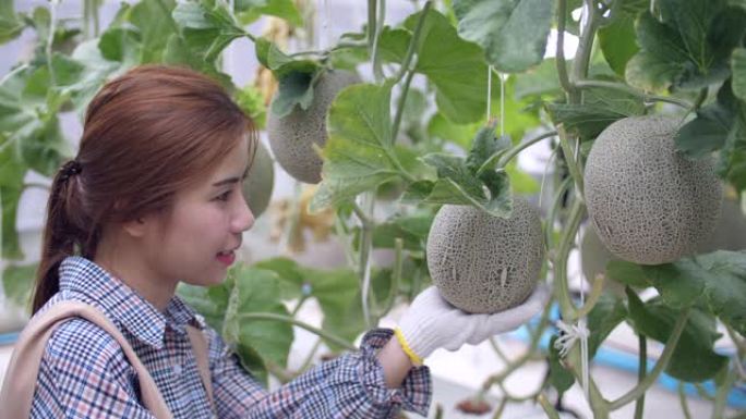 年轻的女农民在智能农场，有机水培甜瓜农场检查成熟的甜瓜