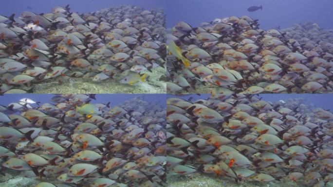马尔代夫礁石上的一群红鲷鱼
