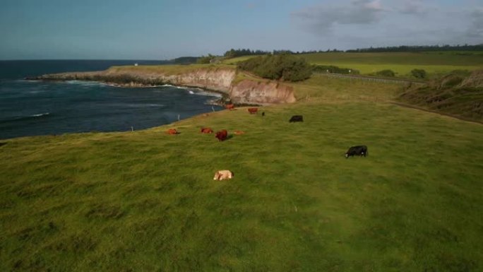 夏威夷毛伊岛北岸美丽的海岸景观草地上的奶牛。