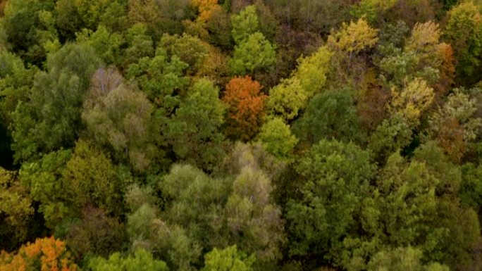 航拍视频，无人机飞越秋天森林中五颜六色的树顶