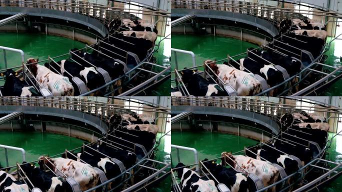 现代日记农场自动工业挤奶旋转系统挤奶奶牛