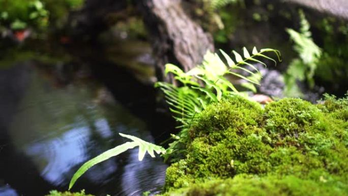 蕨类森林热带丛林特写绿色郁郁葱葱的瀑布背景