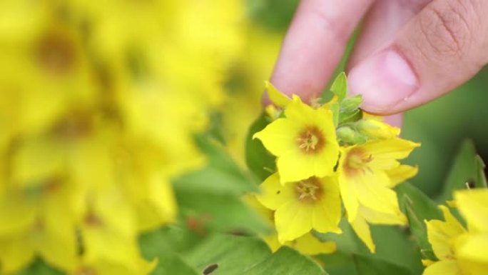 一个年轻女孩的纤细的手指轻轻地触摸着一朵黄花。