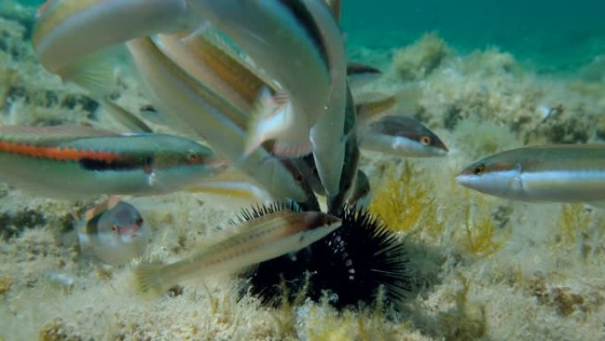 慢动作，不同种类的鱼食受伤的紫海胆 (Paracentrotus lividus) 躺在海藻覆盖的海