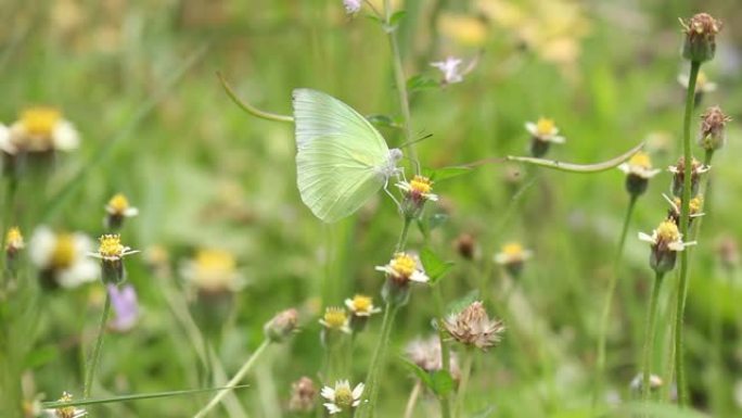 小草花上的绿色蝴蝶