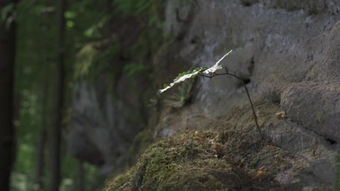 山毛榉森林中的砂石，被植物和苔藓覆盖