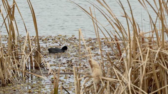 4k拍摄湖水中的芦苇和觅食的野鸭