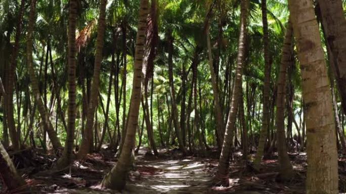运动沿着高大的椰树下的雨林小径行走。