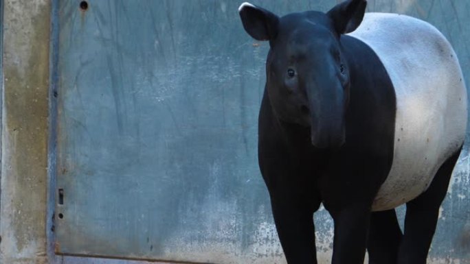 tapir头的特写