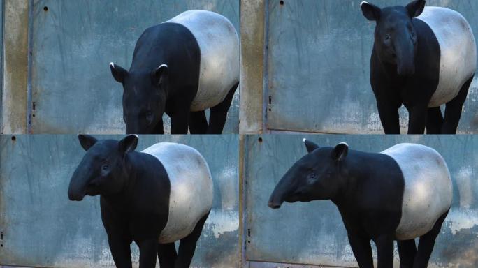 tapir头的特写