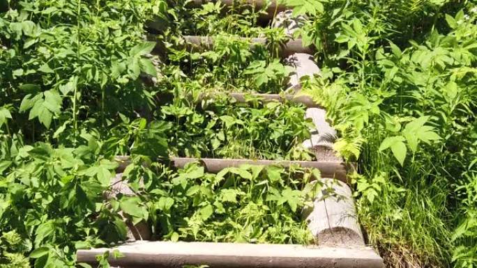 树叶茂密的木制楼梯。木头制成的杂草丛生的梯子。公园里美丽的风景。慢动作