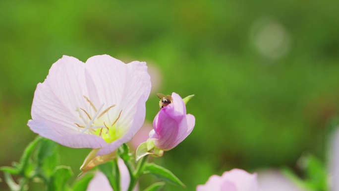 美丽月见草，粉晚樱草，蜜蜂 4k 50p