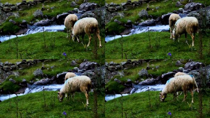 羊群在溪流附近的山谷中行走。阳光下山里的小牛群
