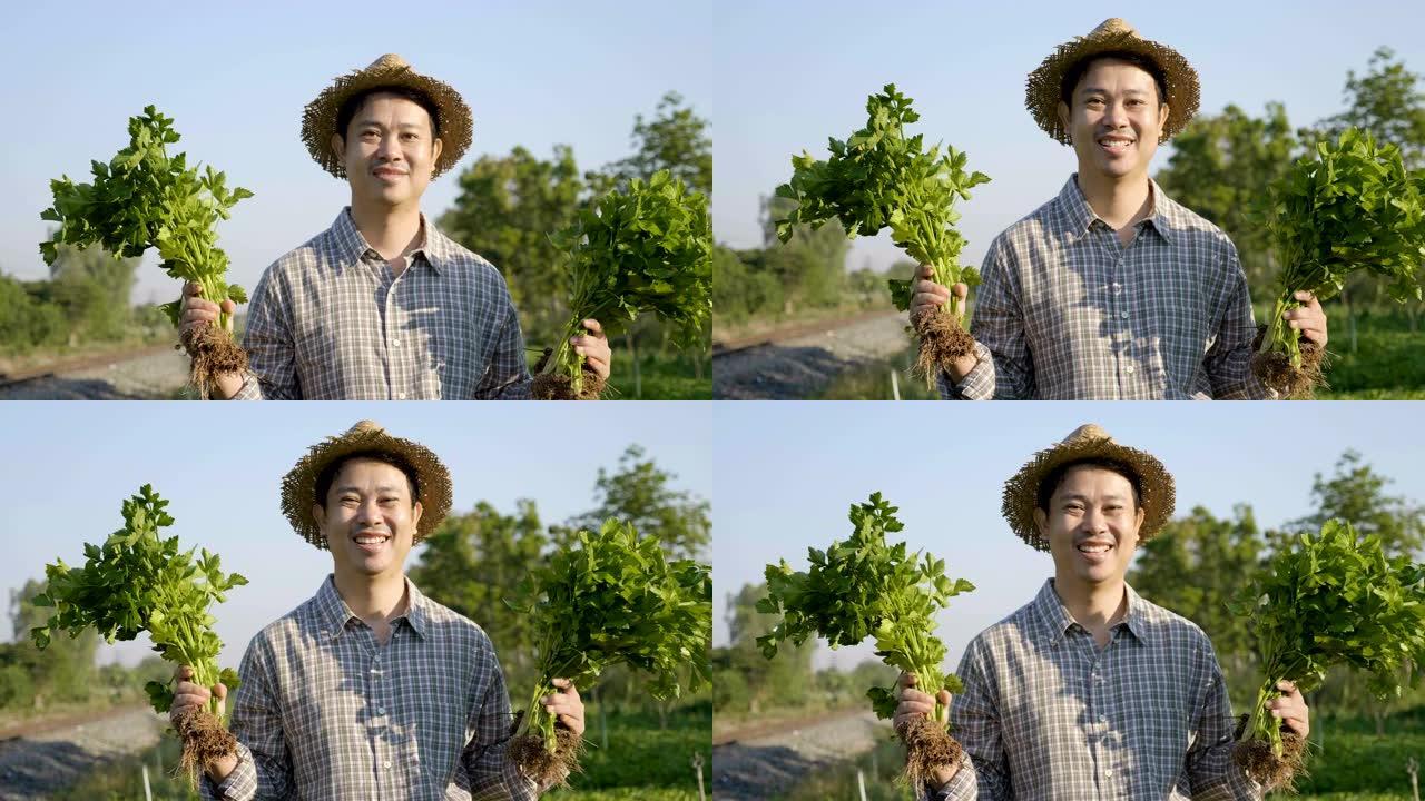 快乐的亚洲农民在他的农场收获新鲜蔬菜
