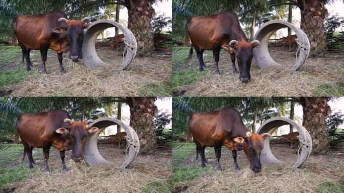 泰国本地棕瘦牛在田间白天进食和咀嚼干草。油棕树背景。