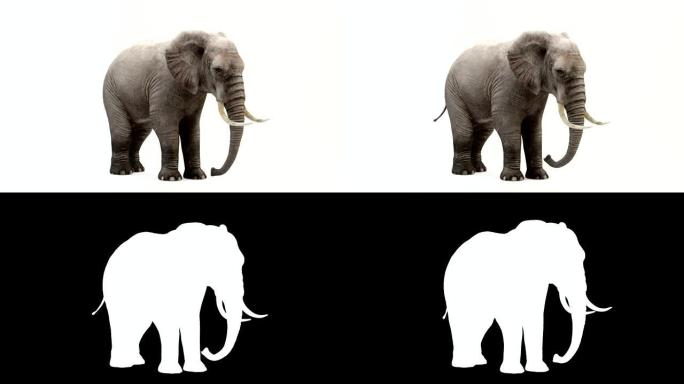 吃大象的CG渲染。循环动画。
