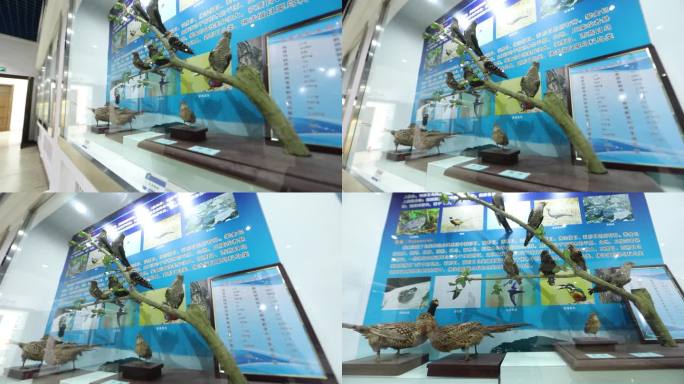 h大连蛇岛自然博物馆鸟类模型