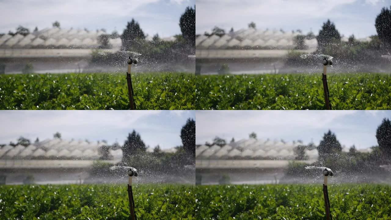 芹菜田喷水旋转喷头组。农业灌溉系统。在种植园飞溅的液滴