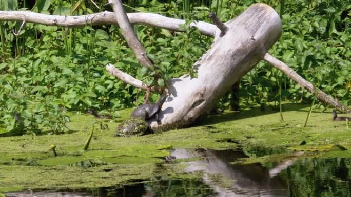 乌龟坐在绿藻河中的原木上，鸭子一家游过
