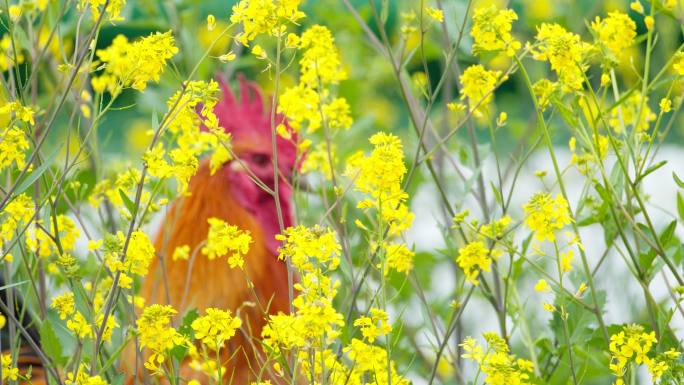 油菜花和大公鸡实拍镜头