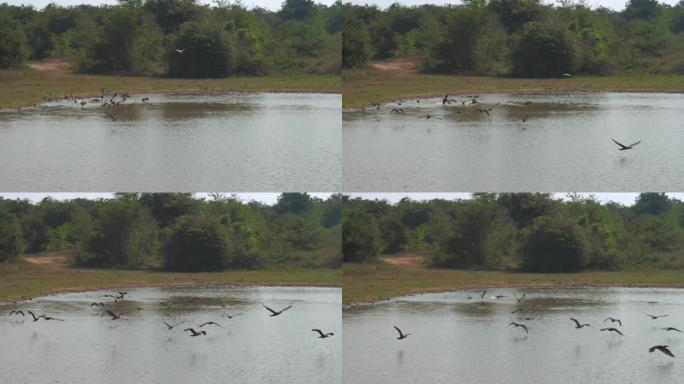 黑鸟在蓝色湖水附近飞走