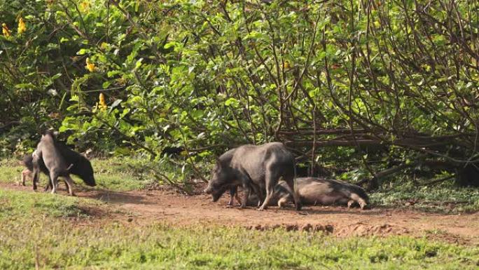 小有趣的家庭黑猪在农场的新鲜绿草中玩耍。养猪是饲养和饲养家猪。它是畜牧业的一个分支。猪主要作为食物饲