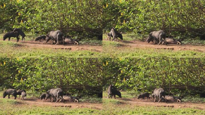 小有趣的家庭黑猪在农场的新鲜绿草中玩耍。养猪是饲养和饲养家猪。它是畜牧业的一个分支。猪主要作为食物饲
