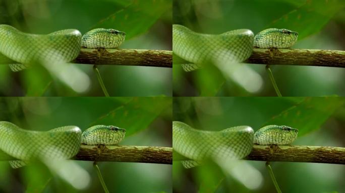 婆罗洲绿坑毒蛇