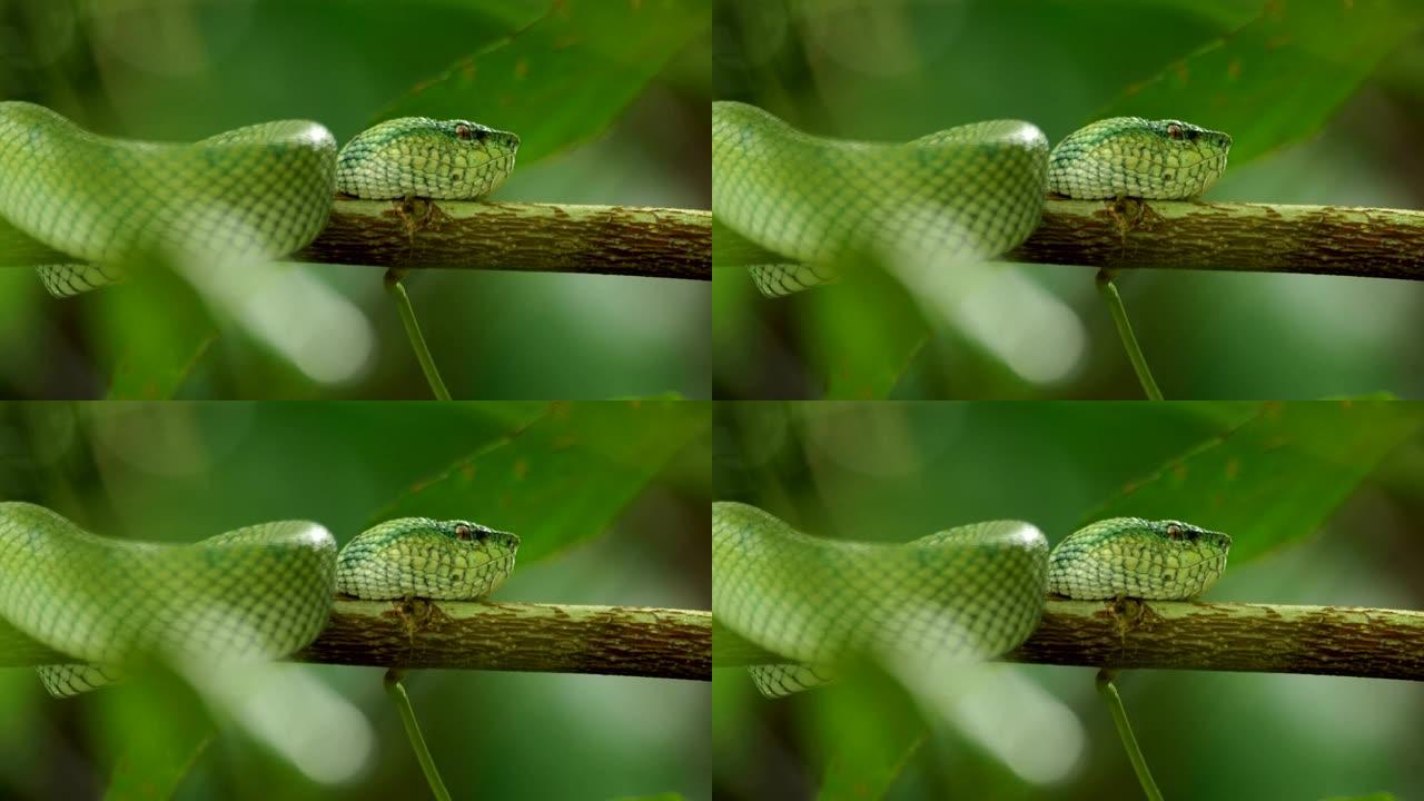 婆罗洲绿坑毒蛇